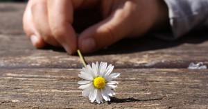 Devocional-al-alcance-de-nuestra-mano-noa-alarcon