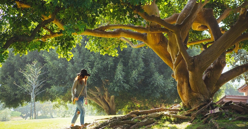 Una chica con sombrero camina cerca de un gran árbol con grandes raíces