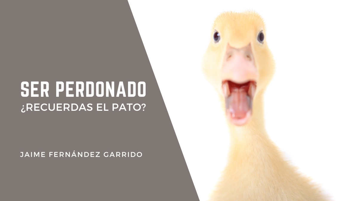 un pato amarillo claro en fondo blanco mira a cámara protestando para blog sobre ser perdonado con la anécdota de recuerdas el pato