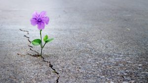 Devocional "In te Domine speravi": En ti, oh SEÑOR, pongo mi confianza