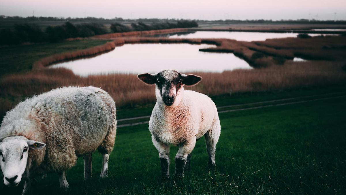 ovejas con lagos tranquilos de fondo para ilustrar blog sobre salmo 23 junto a aguas de reposo me pastoreará