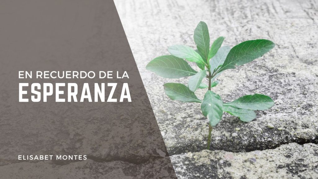 planta creciendo de una grieta en una roca para ilustrar blog sobre la esperanza cristiana