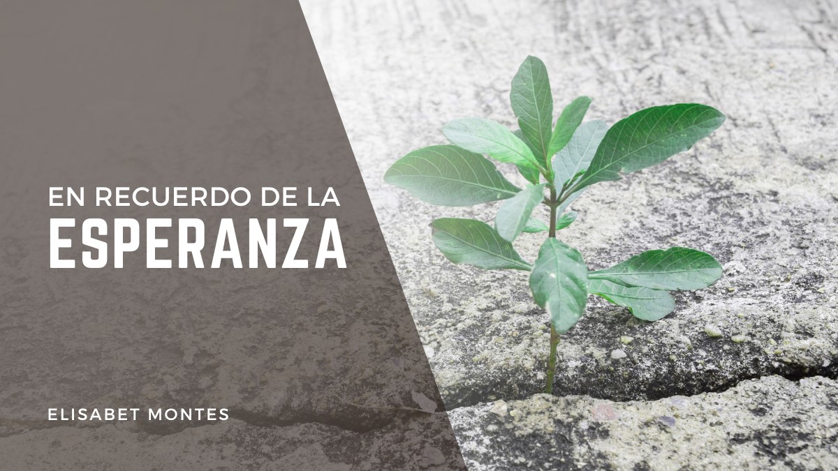 planta creciendo de una grieta en una roca para ilustrar blog sobre la esperanza cristiana